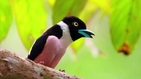 This bird is unique, it has its own distinctive sound