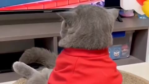 Adorable Kitty Antics | Laugh & Smile Guaranteed 🐾✨