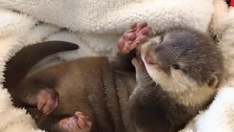 Baby otter