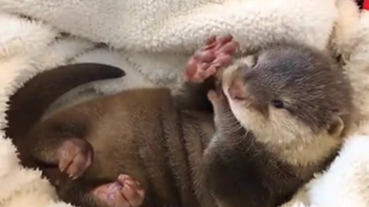 Baby otter