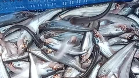 Start a FISH BUYING Business with This COMPLETE 2025 Guide