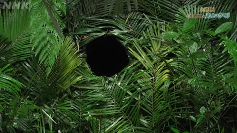 大発見！八重山諸島に“光るコウモリ”がいた！