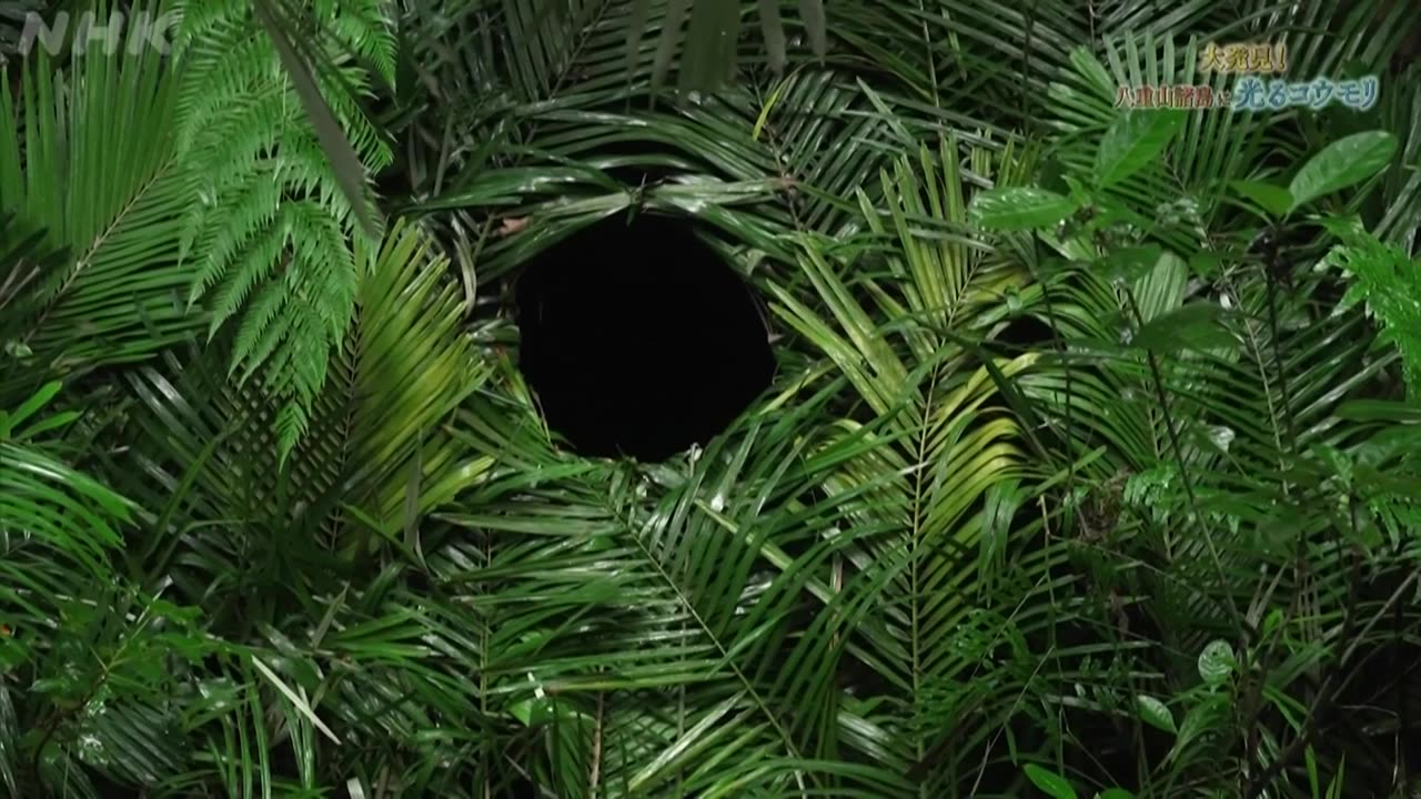 大発見！八重山諸島に“光るコウモリ”がいた！