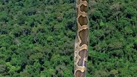 Anaconda snake