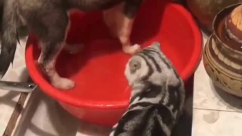 Dog Takes a Bath, Cat Steals a Sip 😹💦 | Unexpected Friendship!