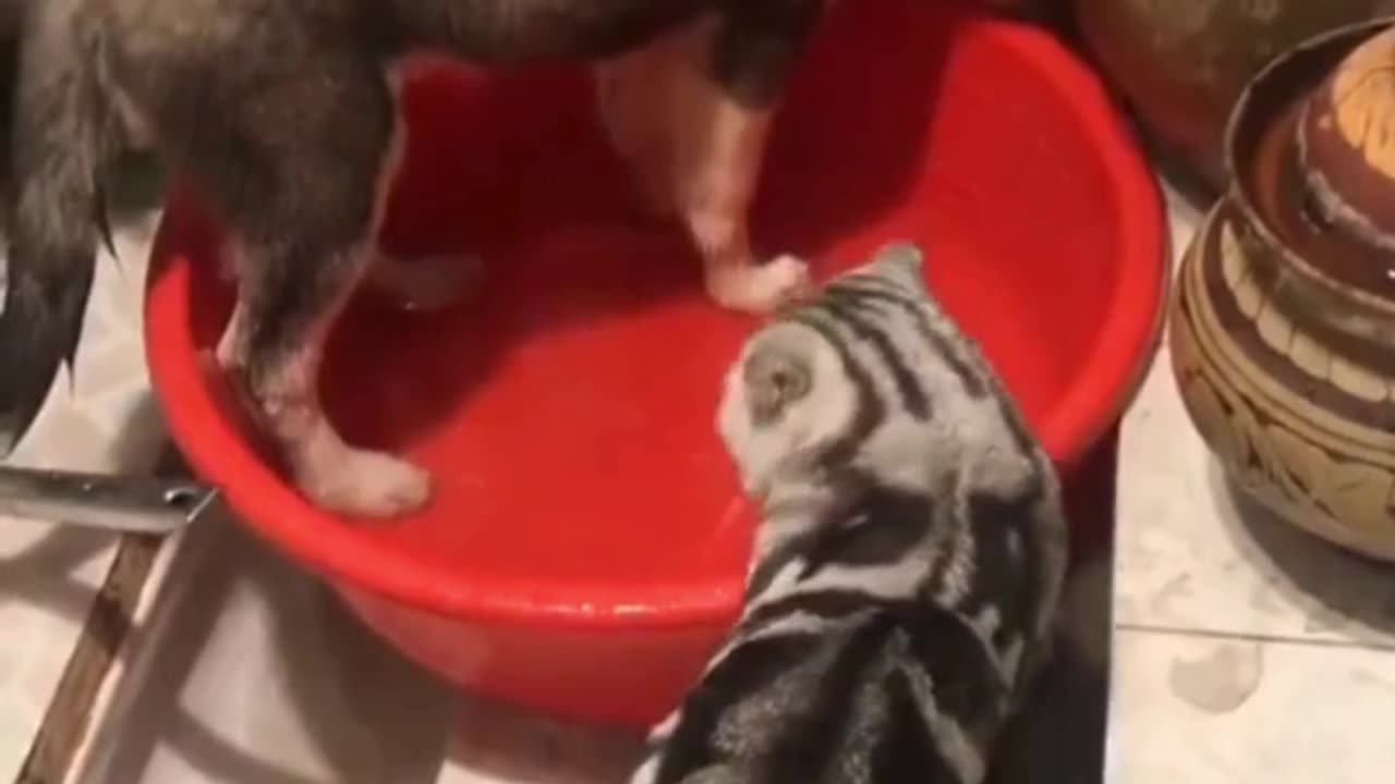 Dog Takes a Bath, Cat Steals a Sip 😹💦 | Unexpected Friendship!