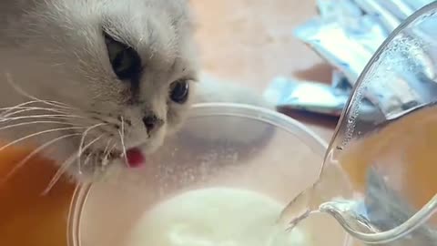 Cat's comedy Videos 🤣 so cute videos 😍 funny videos 🤣