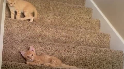 Hilarious Kittens Fight on Stairs!