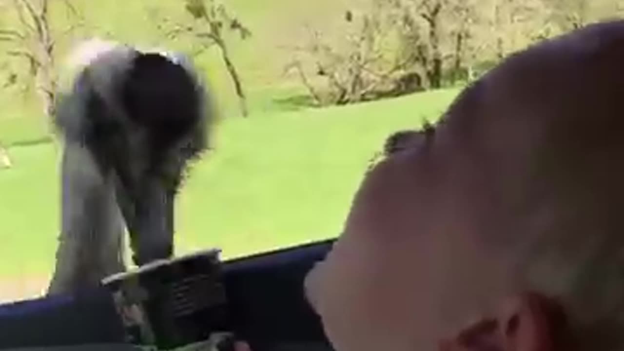 Funny video | #funny