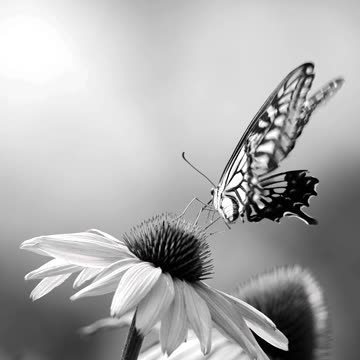 Serene Black and White Butterfly on Flower
