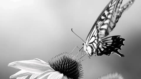 Serene Black and White Butterfly on Flower