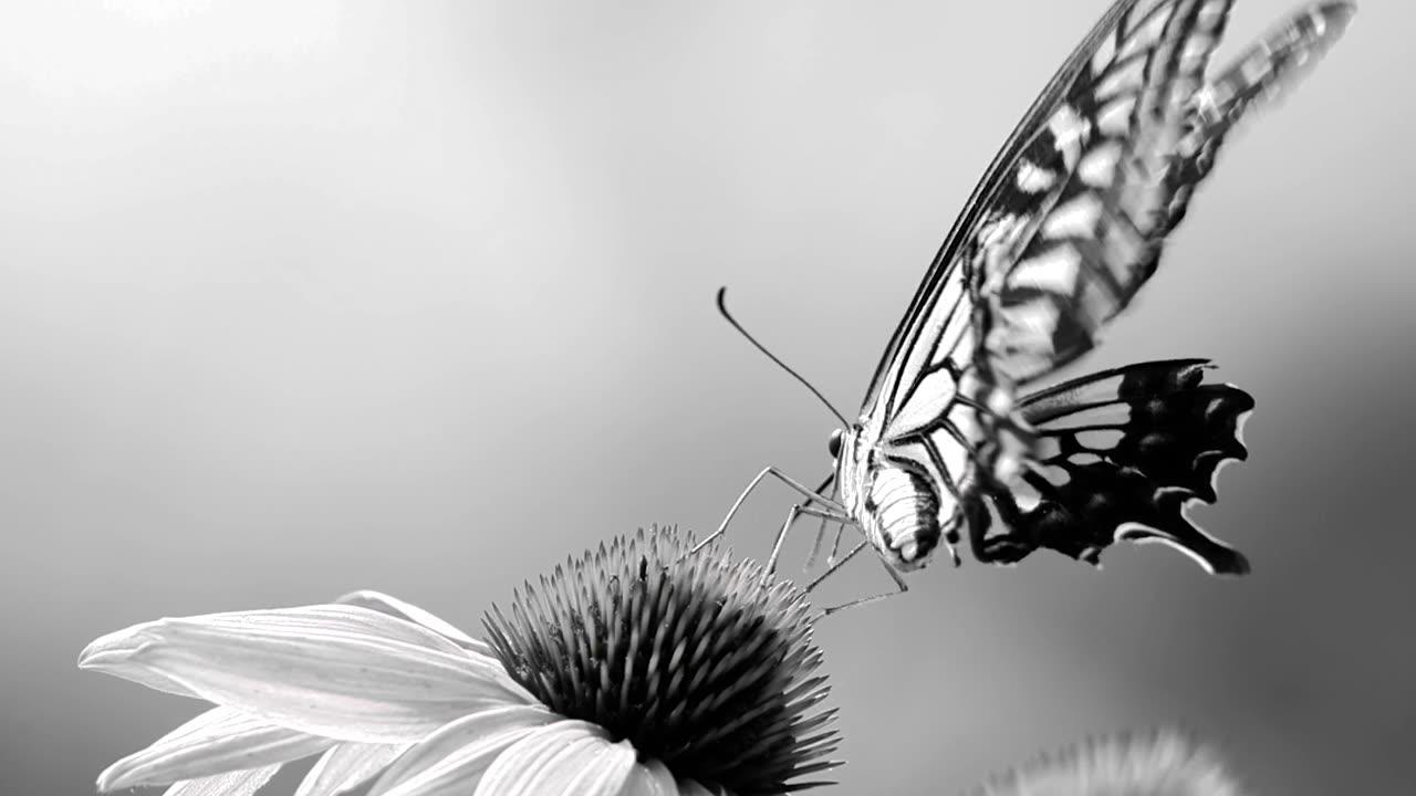Serene Black and White Butterfly on Flower