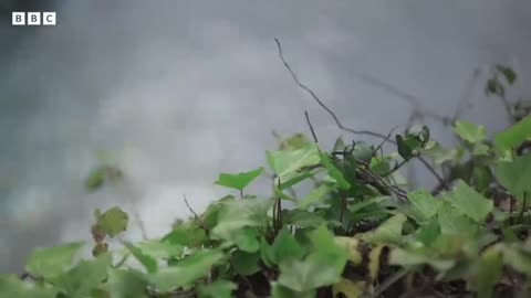 What transpired in Hiroshima? | BBC News