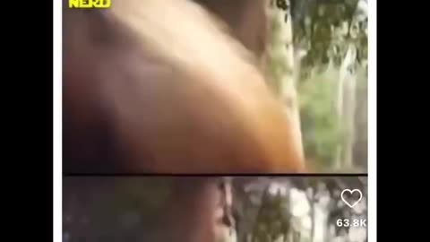 No CGI Needed?