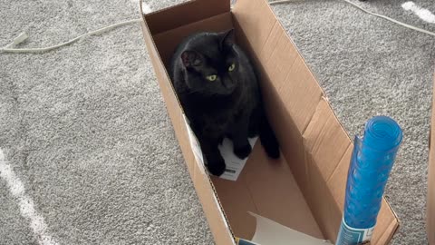 Cute Precious Piper Finds a Nice Box - My Adopted Shelter Cat Vlog #shorts