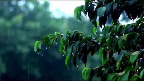 Gentle Rain Sounds for Deep Sleep and Relaxation