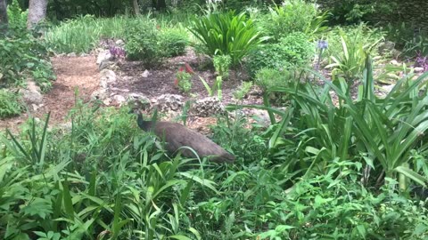 Peacock mother and her three babies