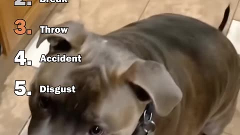Ranking Best Trick Dogs Medicine Moments