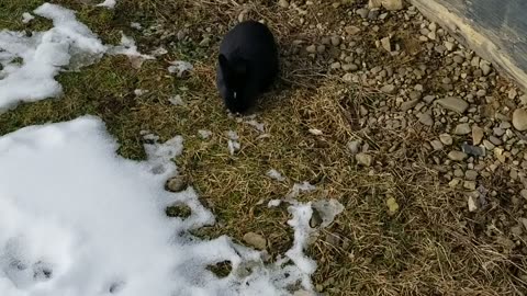 Void floof casually chilling next to the house.