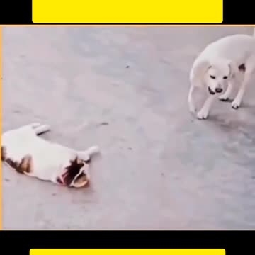 “Pets Faking Injuries Like Real Actors!”