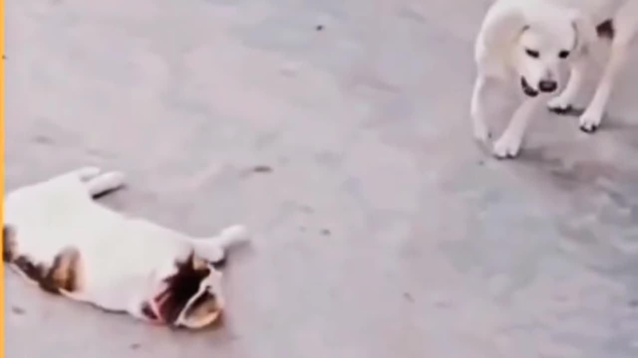 “Pets Faking Injuries Like Real Actors!”