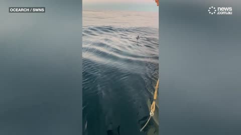 Largest great white shark ever spotted - news.com.au (720p, h264)