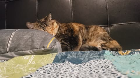 Cat Sleeping on Pillow Bliss — Pure Cute Overload 💤🐱