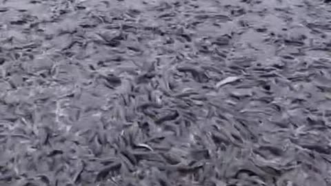 Feeding millions of fish