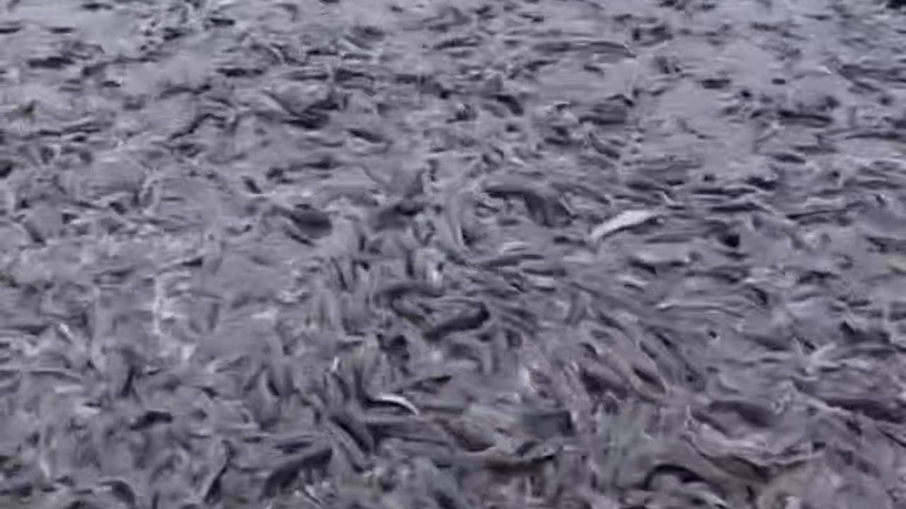 Feeding millions of fish