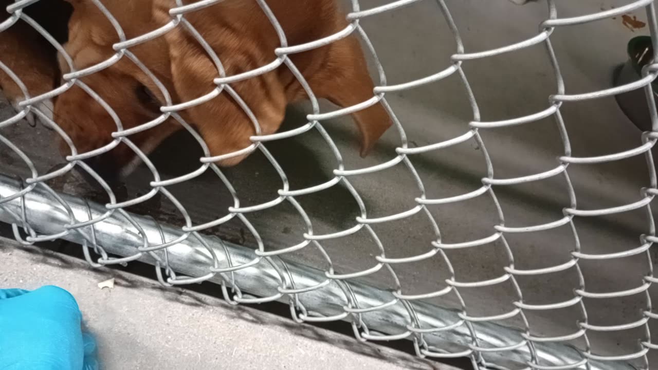 Milo 1y Pet Id 949938 kennel 5b HSSAZ shelter Lovely boy we're old friends who've just met2025120525