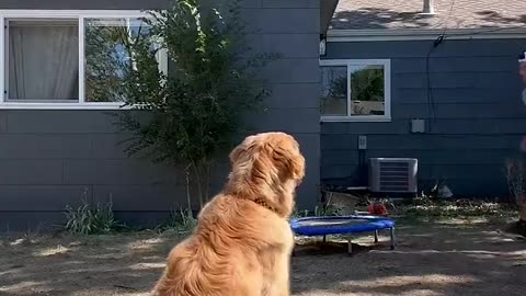 Adorable dog attempts flip off of trampoline😂😂