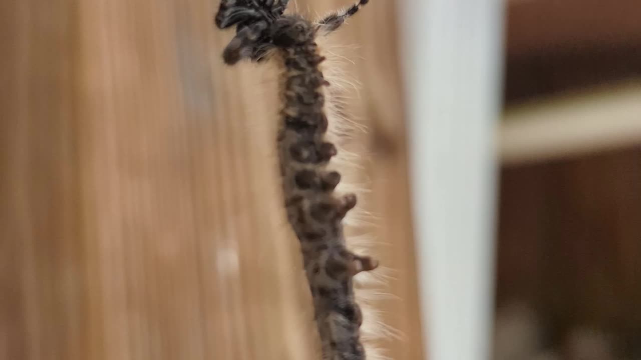 Amazing Nature: Spider VS Caterpillar!