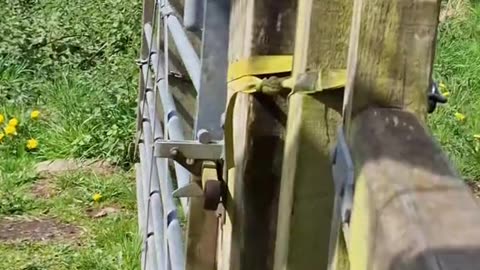 Man Greets And Feeds Birds In Bridgnorth