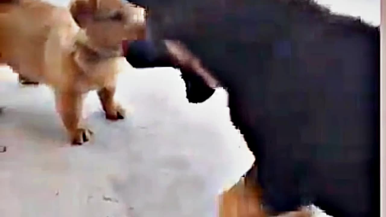 😂😆 "This Dog Just Invented Comedy!" 😂😆