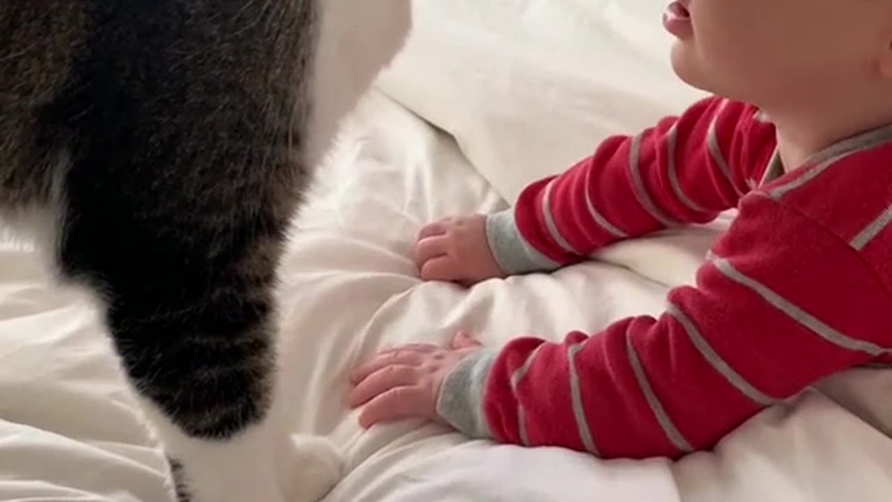 Curious Kitty's Daily Adventures