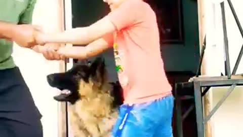 Incredible: child safety training with German Shepherd #shorts #dog #germansheph