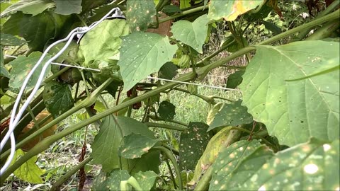 Beautiful Bright Green Tomatillos Aug 2022