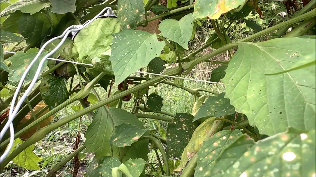 Beautiful Bright Green Tomatillos Aug 2022