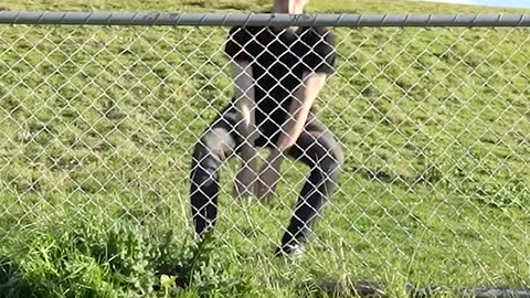 animal over fence