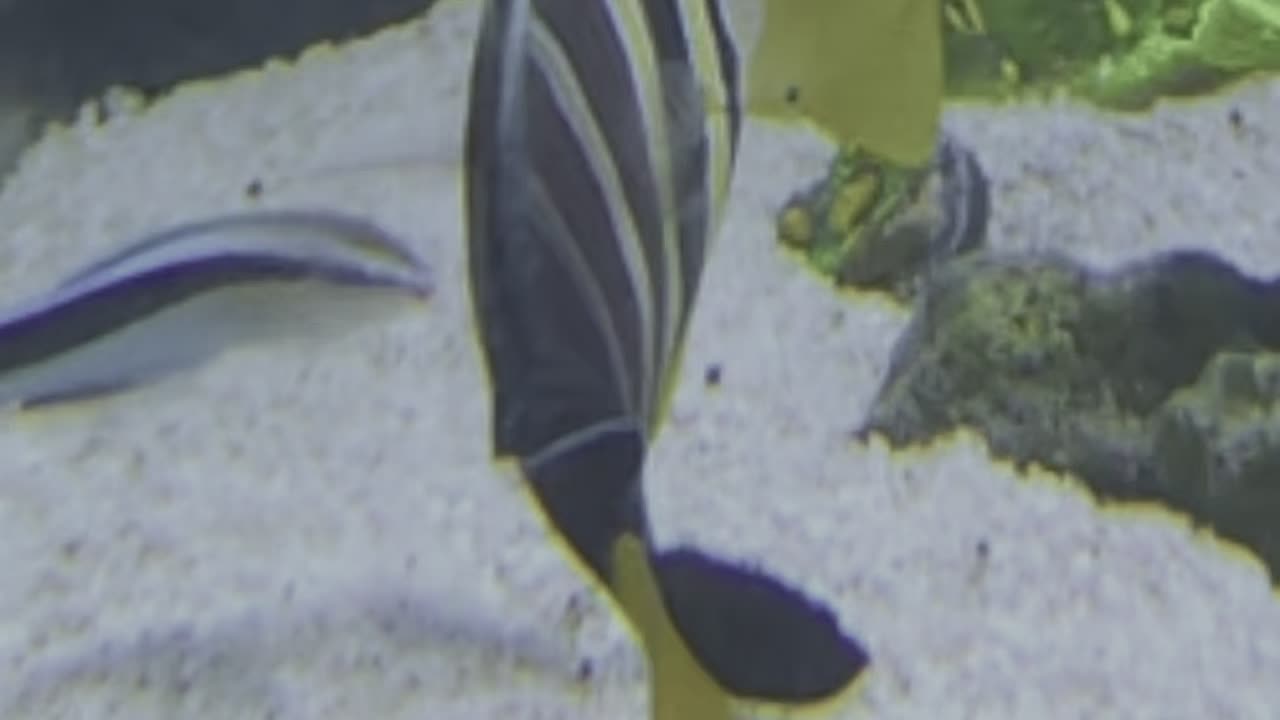 Who Has More Passion? 🐟🔥 (Fish Feeding Frenzy Edition) #aquarium #reeftank #fishfeeding #shorts