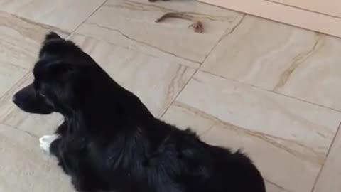 Take from the cat
