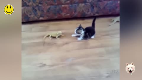 Funny Animal seri 4