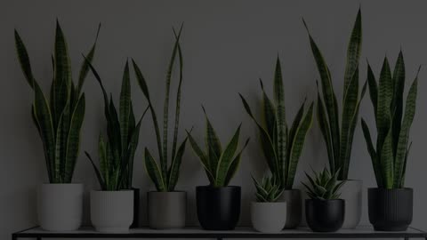 7 Plants To Attract Wealth Prosperity
