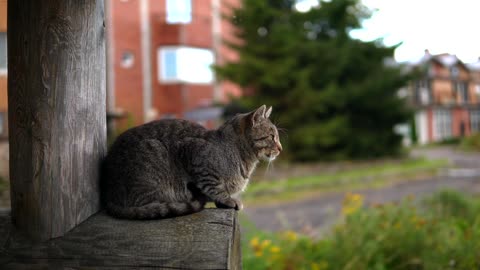 Cat☹️☹️☹️☹️☹️