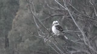 Kookaburra Hanging Out