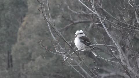 Kookaburra Hanging Out