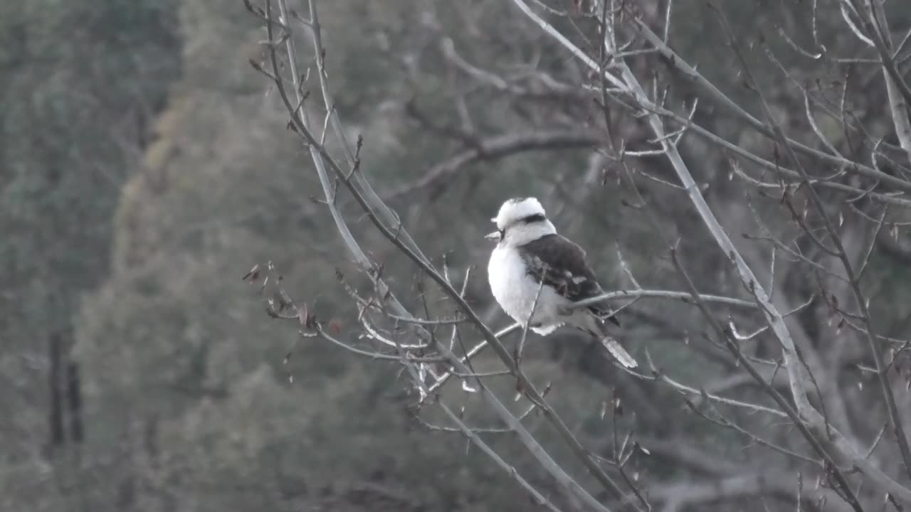 Kookaburra Hanging Out