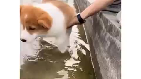 funny pets, cute puppies, pet humour, dog lovers, dog life