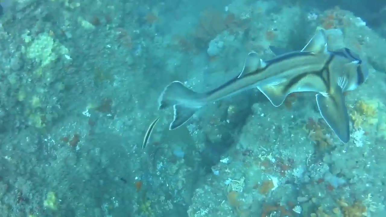 Lovely Shark under the Sea