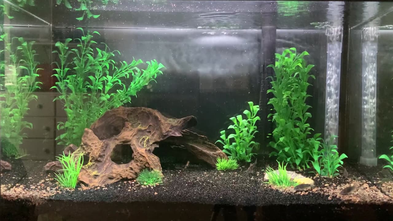 Osteogaster Aenea (Corydoras aeneus)